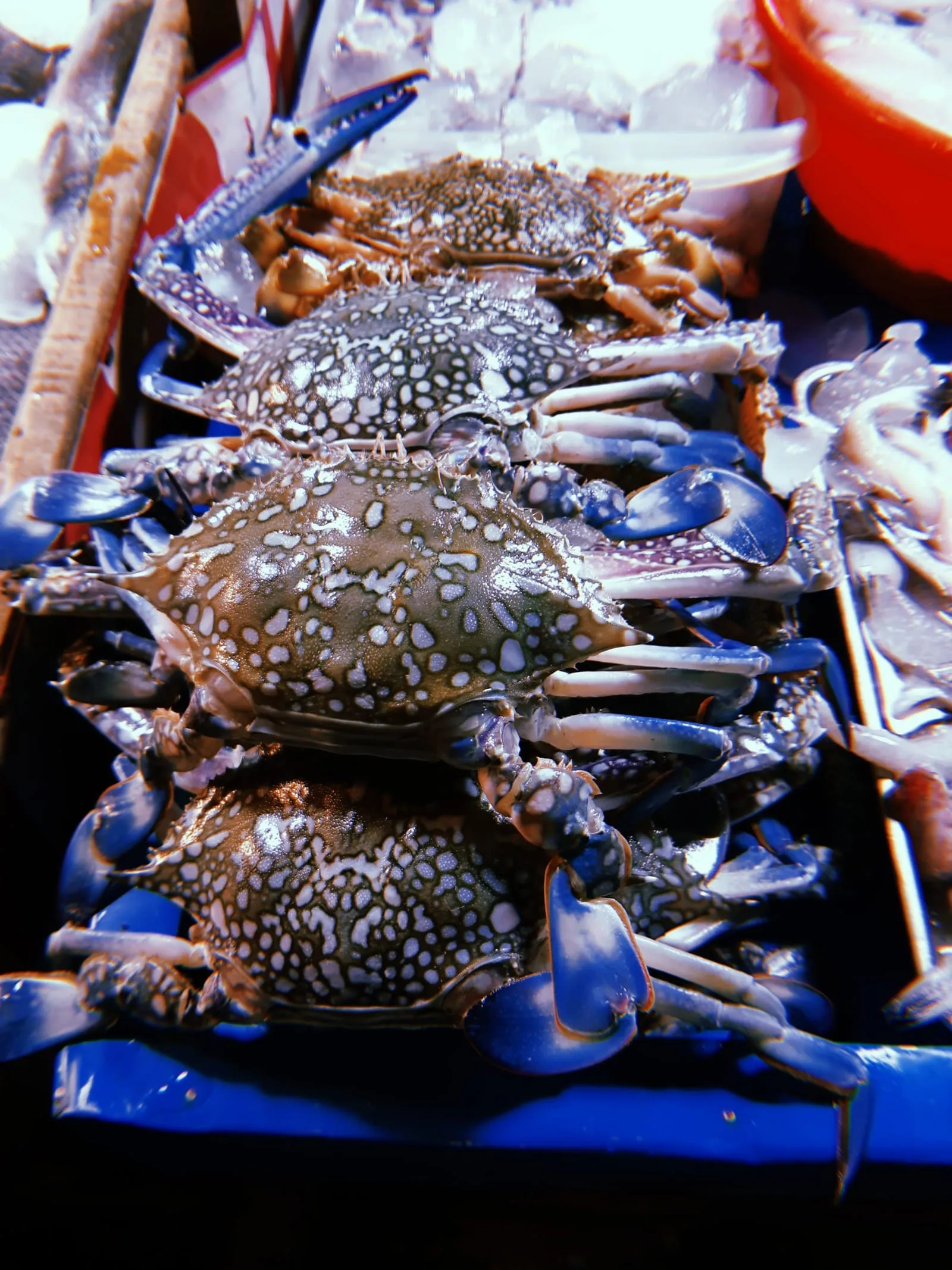 Crabs
