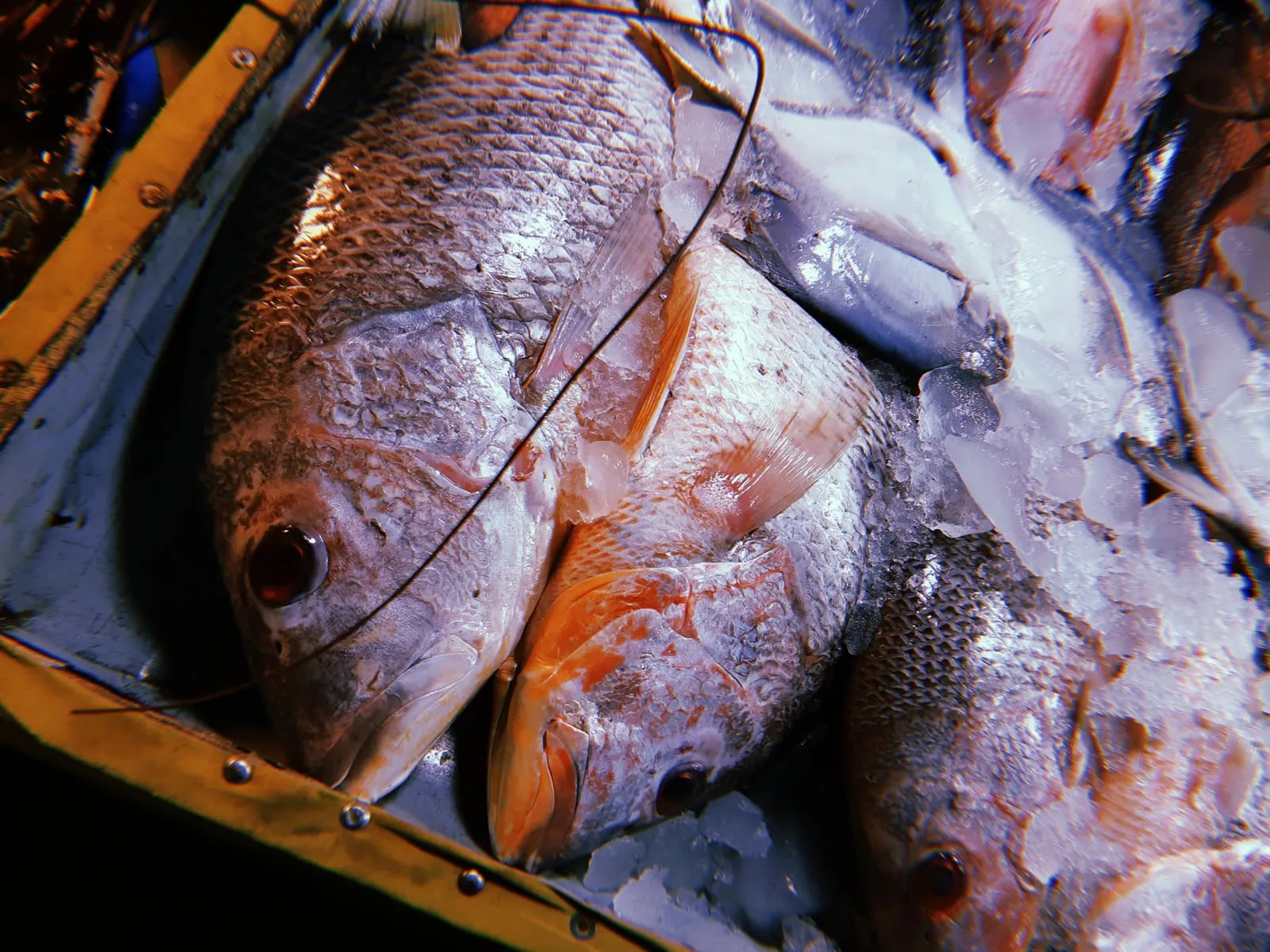 Sea fish