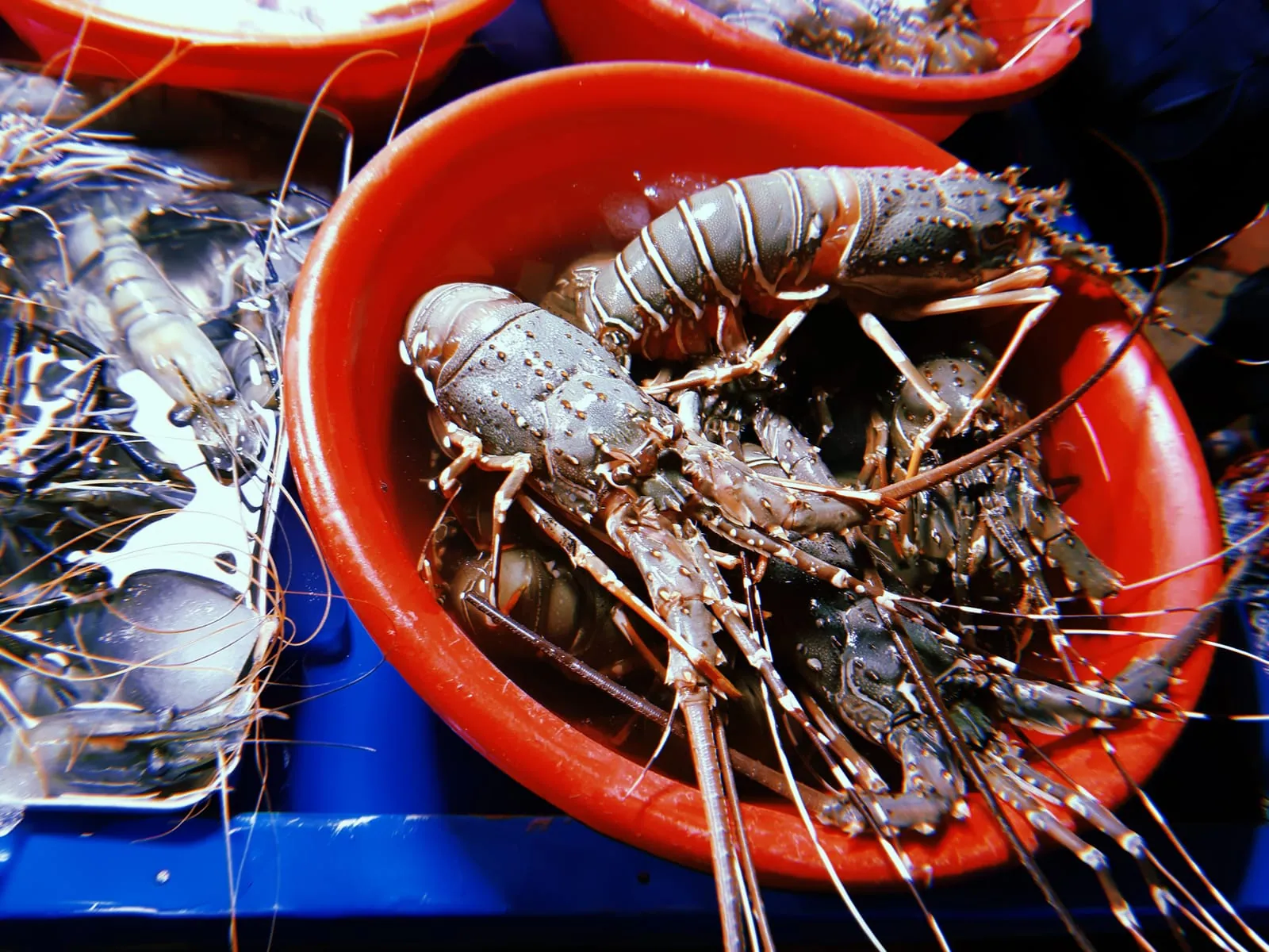 Shrimps