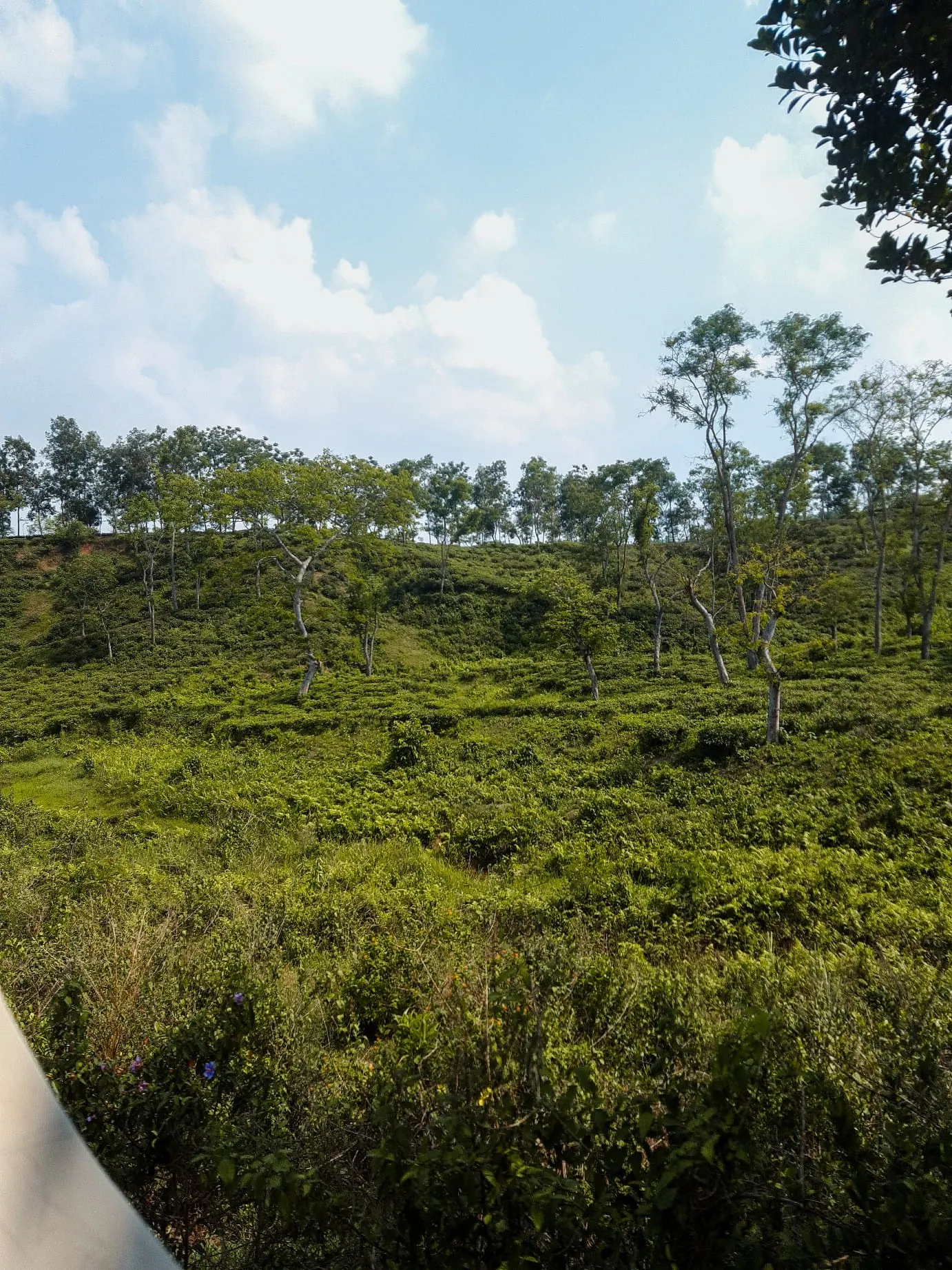 Tea gardens - 2