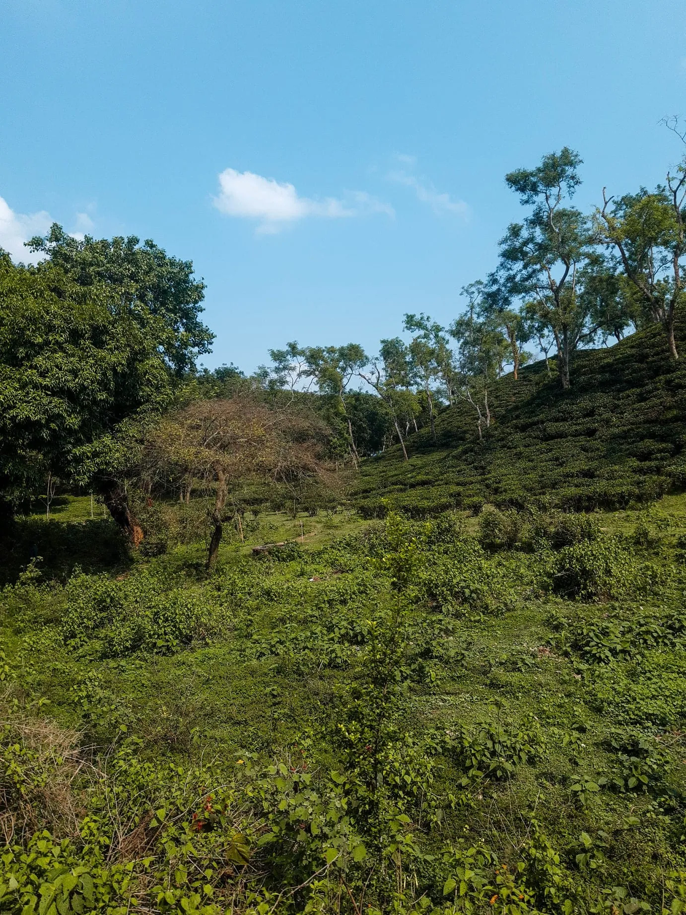 Tea gardens - 3
