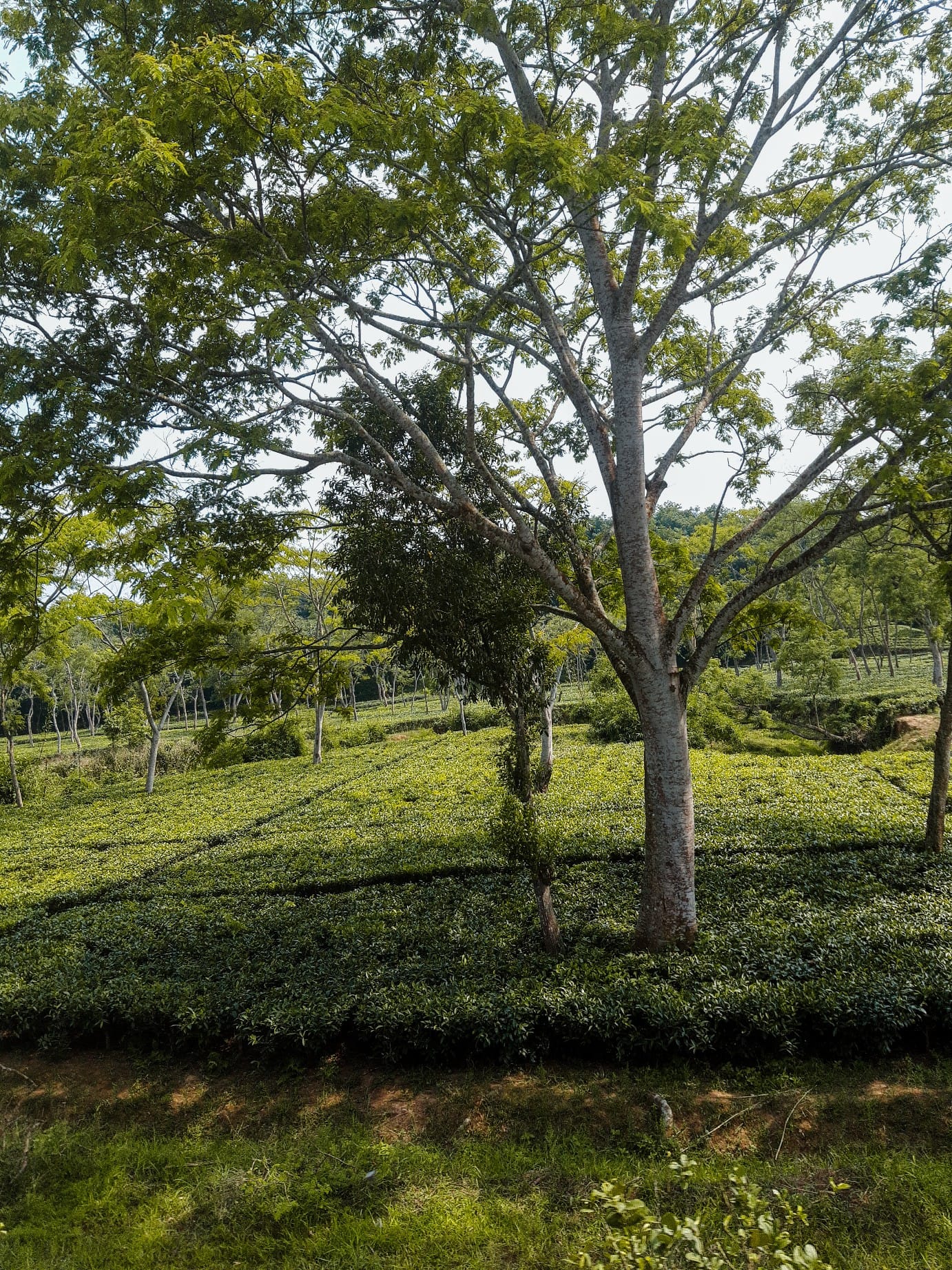 Tea gardens - 1