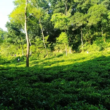 Hero image for "Exploring Sylhet: A Memorable Journey"