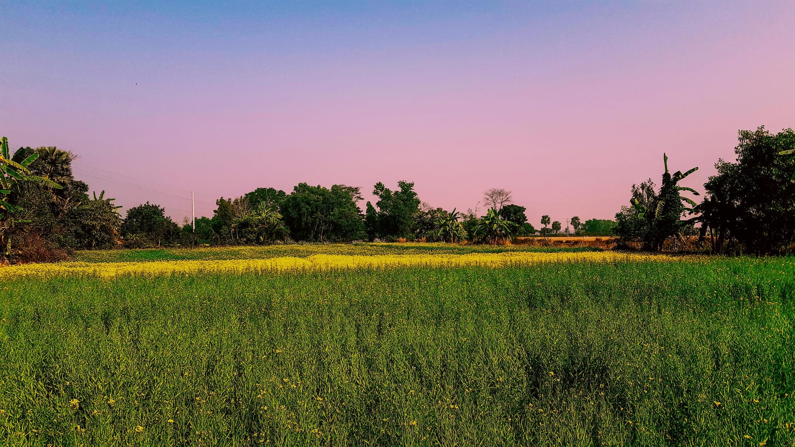 Sree Chandra Pur village, Feni District